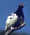 Picture of State Bird