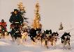 Picture of Dog Race