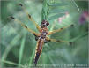 Picture of Four Spotted Skimmer Dragonfly