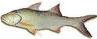 Picture of King Salmon
