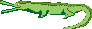 Picture of an alligator