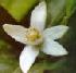 Picture of Orange Blossom