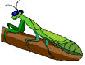 Picture of Praying Mantis