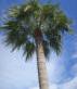 Picture of State Tree