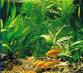 Picture of aquarium