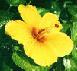 Picture of Yellow Hibiscus the State Flower of Hawaii