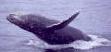 Picture of a Humpback Whale