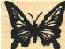 Picture of Butterfly