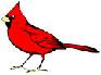 Picture of a Cardinal