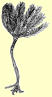 Picture of crinoid
