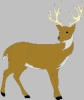 deer