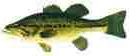 Picture of largemouth bass