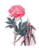 Picture of Peony