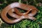 Picture of Copperbelly Snake