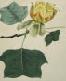 Picure of Tulip Tree leaf and Flower