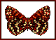 Picture of  Butterfly