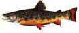 Picture of Brook Trout
