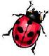 Picture of a Ladybug