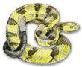 Picture of snake