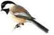 picture of State Bird