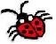 picture of ladybug