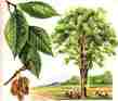 Picture of Elm Tree