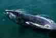 picture of Right Whale
