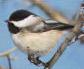 Picture of Chickadee