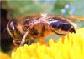 Picture of honeybee