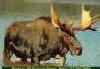 Picture of a moose