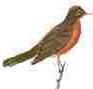 Picture of robin