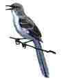 Picture of Mockingbird