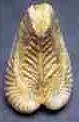 Picture of fossil
