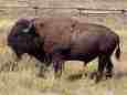 Picture of Bison
