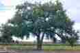 Picture of cottonwood tree