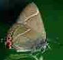 Picture of