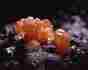 Picture of State Gemstone