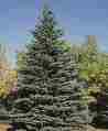 Picture of State Tree