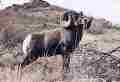 Picture of  Rocky Mountain Bighorn Sheep