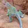 Picture of Collared Lizard