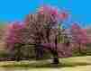 Picture of State Tree