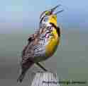 Picture of Western Meadowlark