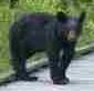 Picture of a Black Bear