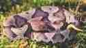 Picture of snake