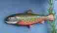 Picture of Brook Trout