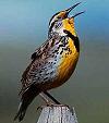 Picture of Meadowlark