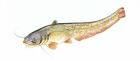 Picture of State Fish