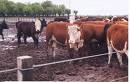 Picture of Cows