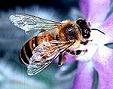 Picture of European Honeybee