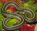 Picture of plains garter snake
